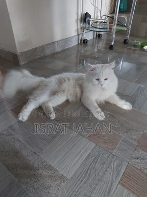 1+ Year Male Purebred Persian
