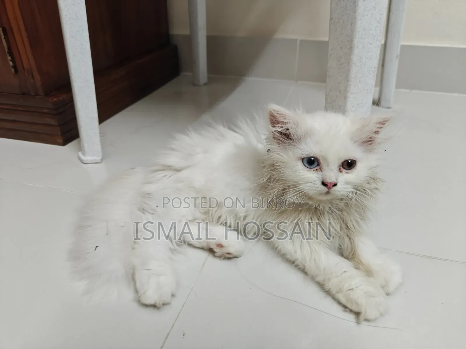 1-3 Months Female Purebred Persian