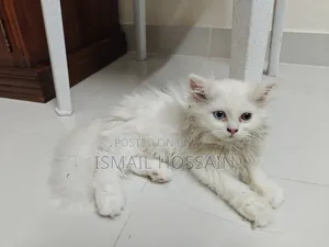 1-3 Months Female Purebred Persian