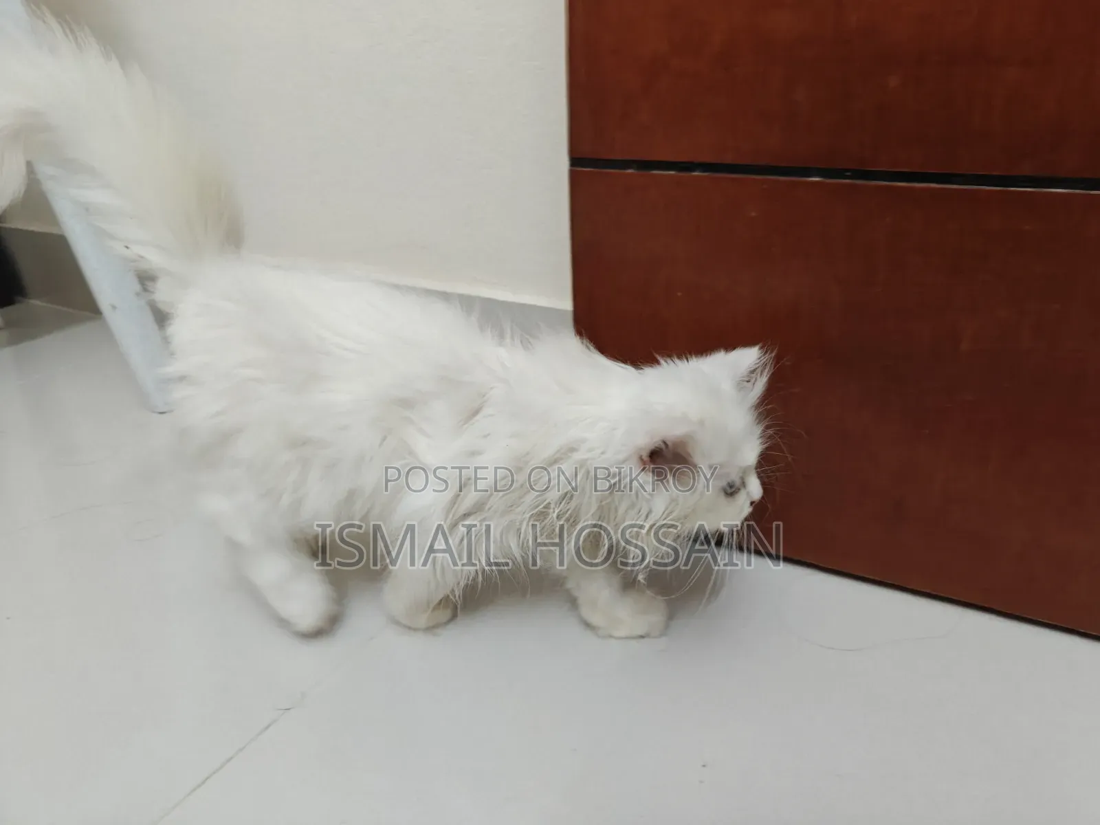 1-3 Months Female Purebred Persian
