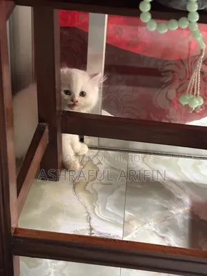 1-3 Months Male Purebred Persian