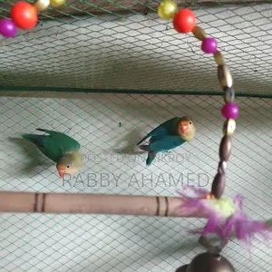 Perblue Opaline Lovebird