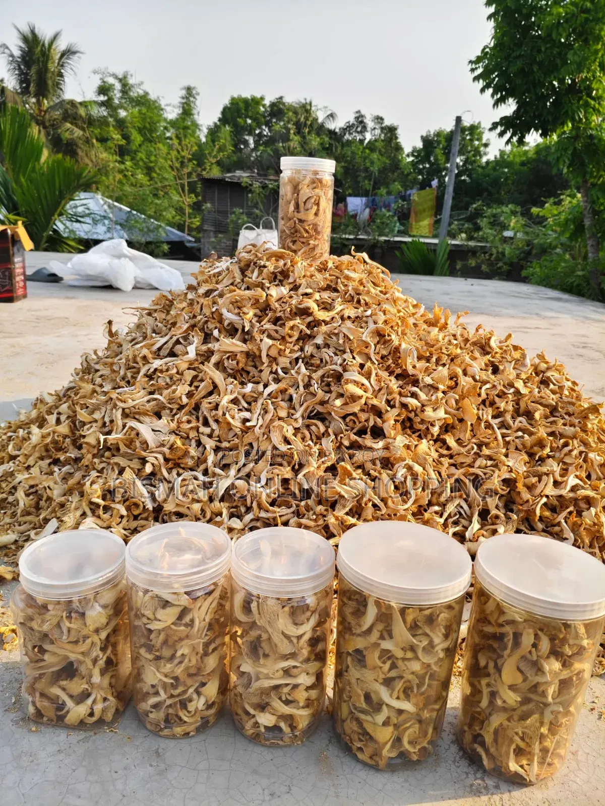 Dried Oyster Mushroom | Buy Dried Mushroom Online