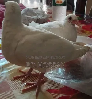 White Dove Bird