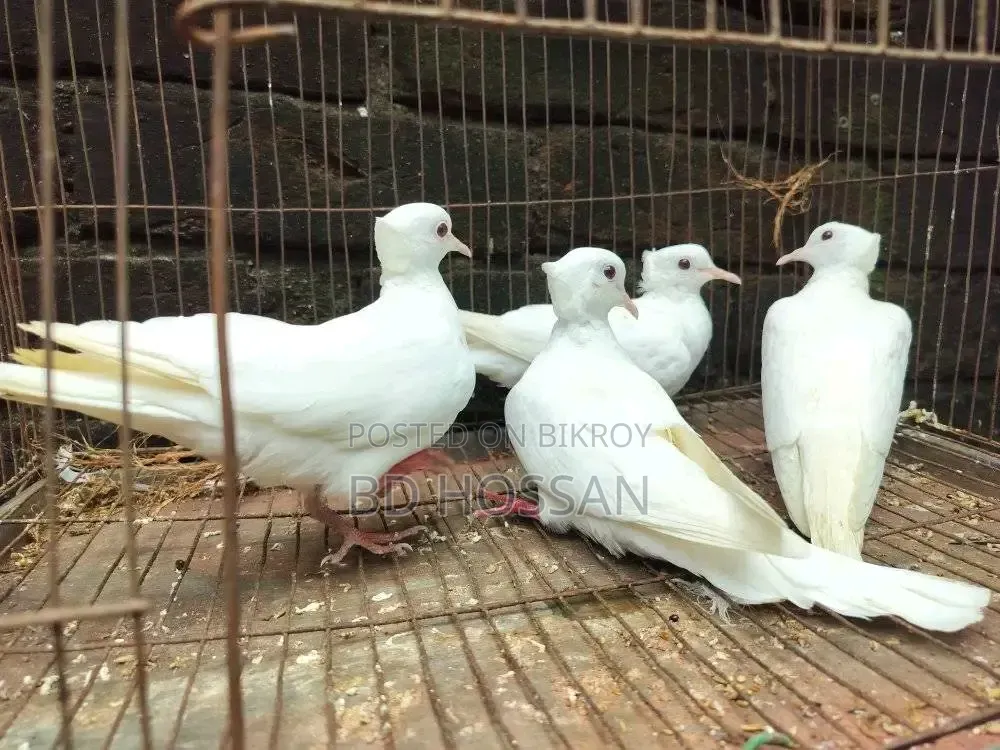 White Dove Bird