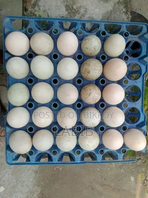 খাকি ক্যাম্বেল হাঁসের বিজ ডিম