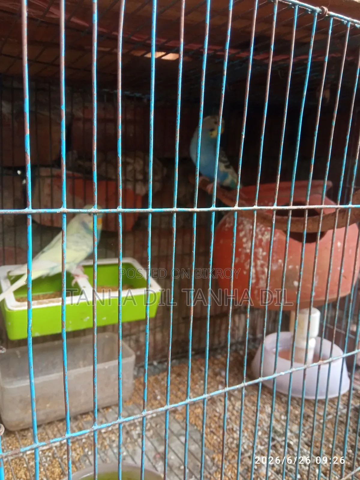 Bird for sale