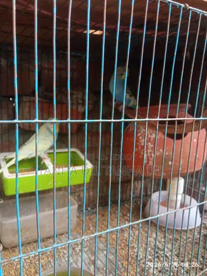 Bird for sale