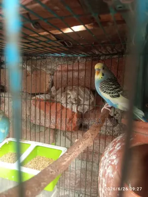 Bird for sale