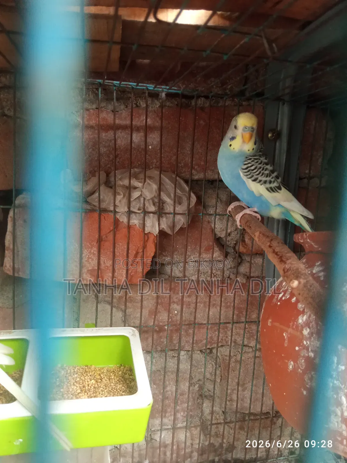 Bird for sale