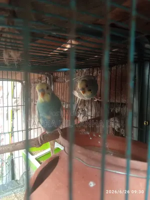 Bird for sale