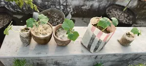 All-Season Laltir Seed Cucumber Seedling