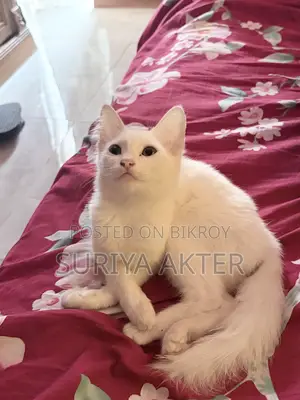 1-3 Months Female Mixed Breed Persian