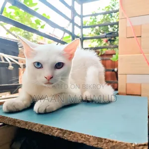 ১-৩ মাস বয়সী পুরুষ মিশ্র জাতের এক্সোটিক