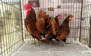 গোল্ডেন সেব্রাইটের ডিম