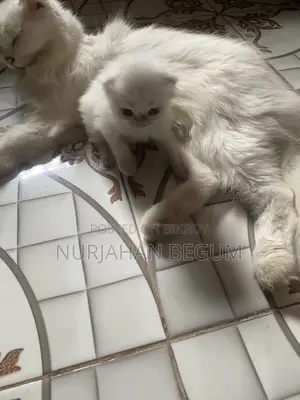 1-3 Months Female Purebred Persian