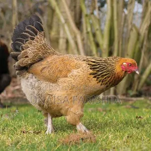 Running Dim Dai Buff Brahma