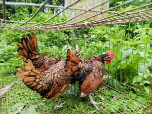 গোল্ডেন সেব্রাইট