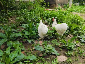 হোয়াইট কোচিন