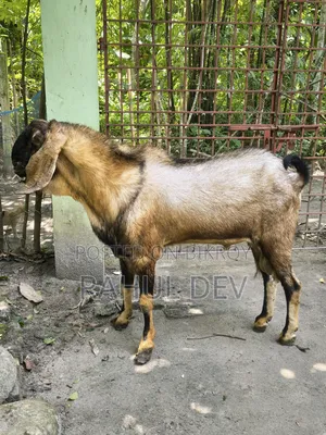 Totapuri Patha