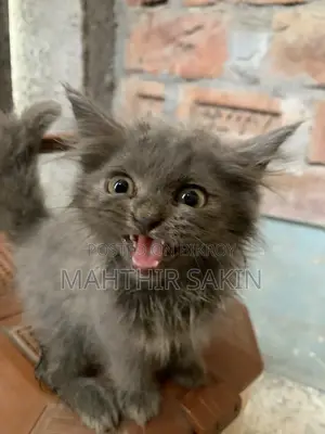 1-3 Months Female Purebred Persian