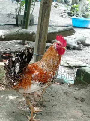 দেশি মুরগি