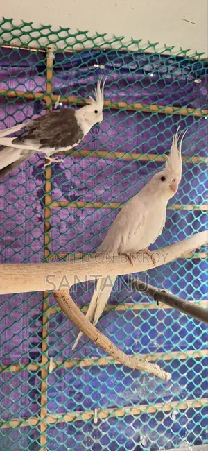 Cockatiel Bird