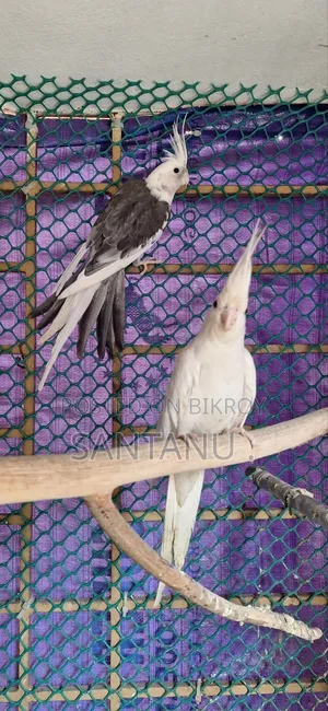 ককাটেল পাখি