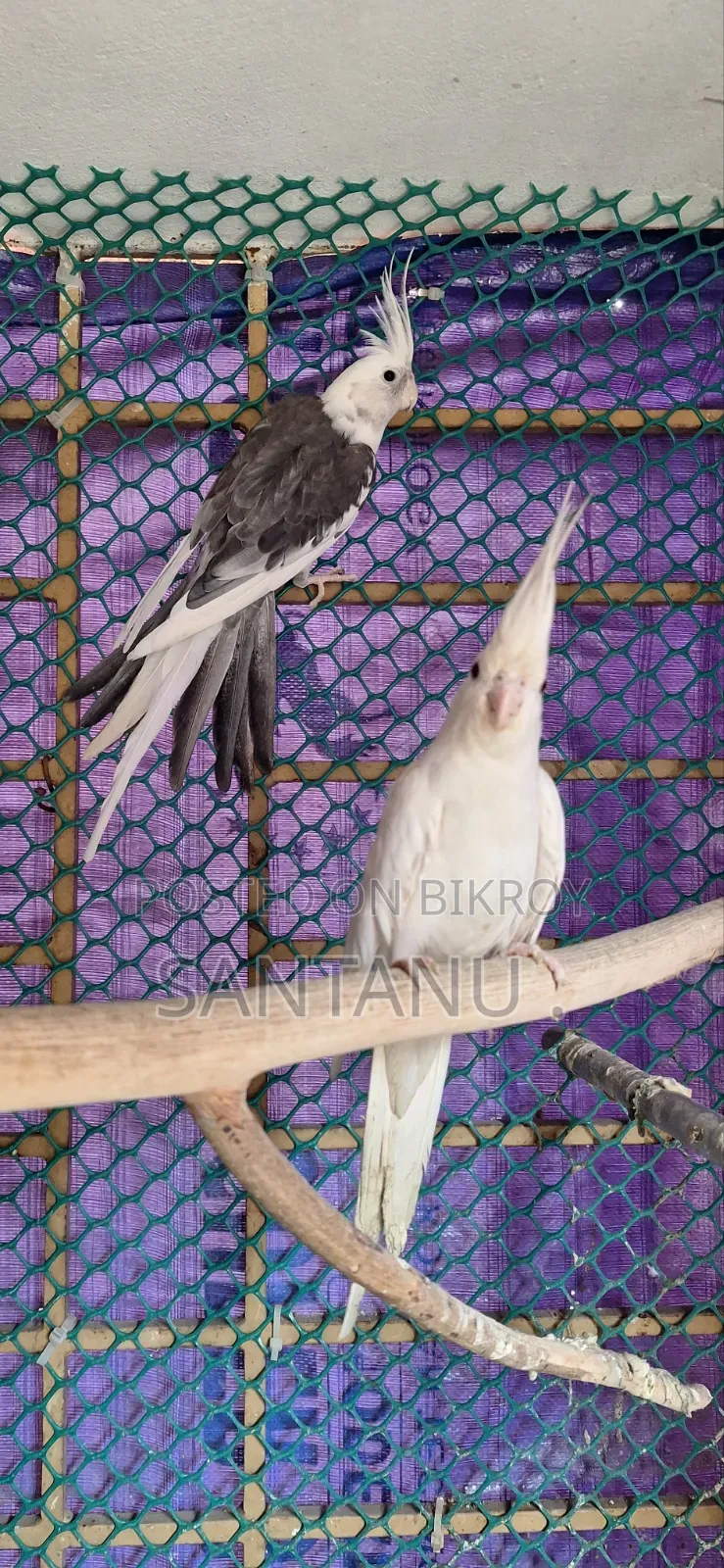 ককাটেল পাখি