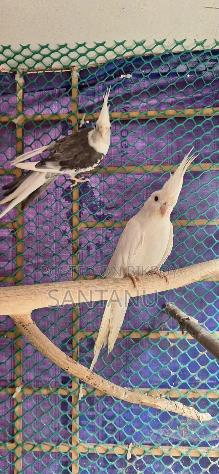 ককাটেল পাখি