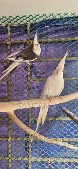 ককাটেল পাখি