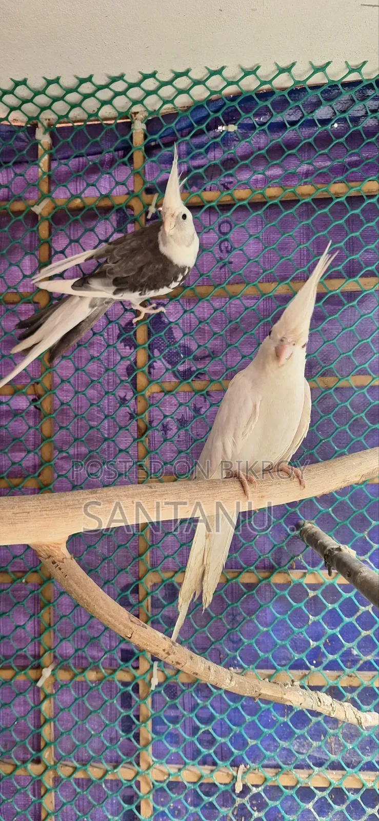 ককাটেল পাখি