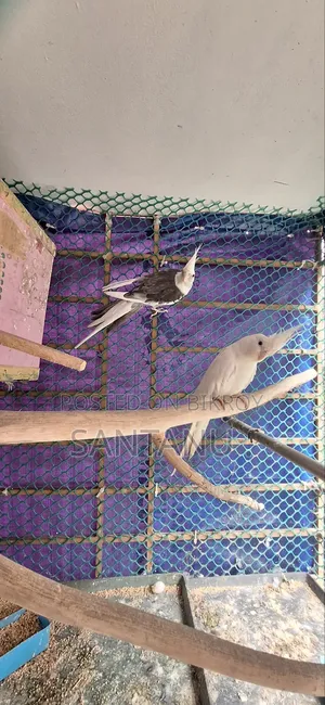 ককাটেল পাখি