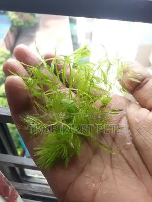 Fresh Healthy Hornwort Live Plant. 10 Piece (6 Inch)