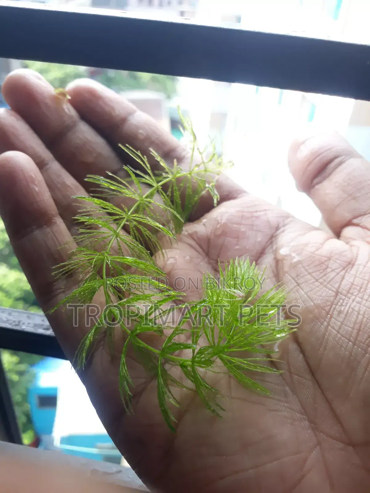 Fresh Healthy Hornwort Live Plant. 10 Piece (6 Inch)