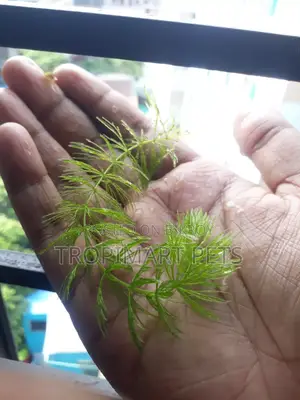 Fresh Healthy Hornwort Live Plant. 10 Piece (6 Inch)
