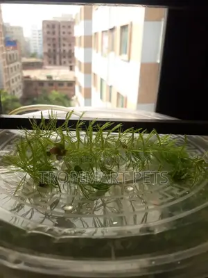 Fresh Healthy Hornwort Live Plant. 10 Piece (6 Inch)