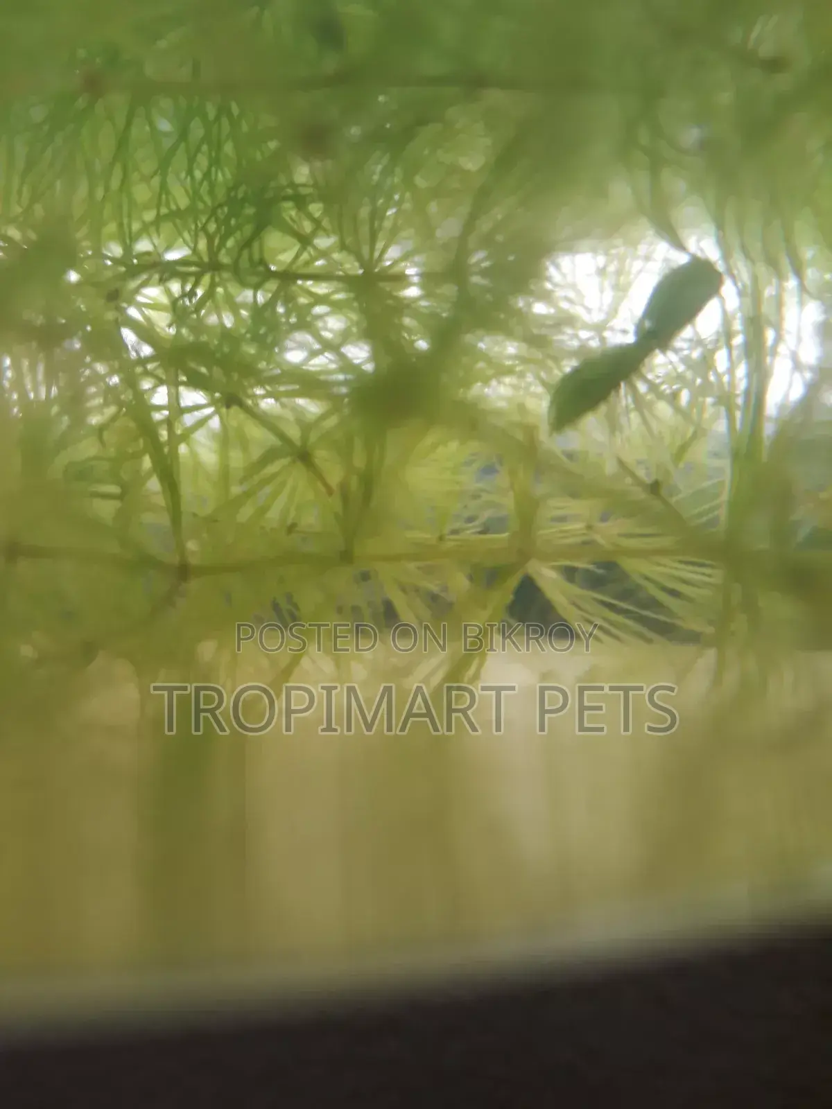 Fresh Healthy Hornwort Live Plant. 10 Piece (6 Inch)
