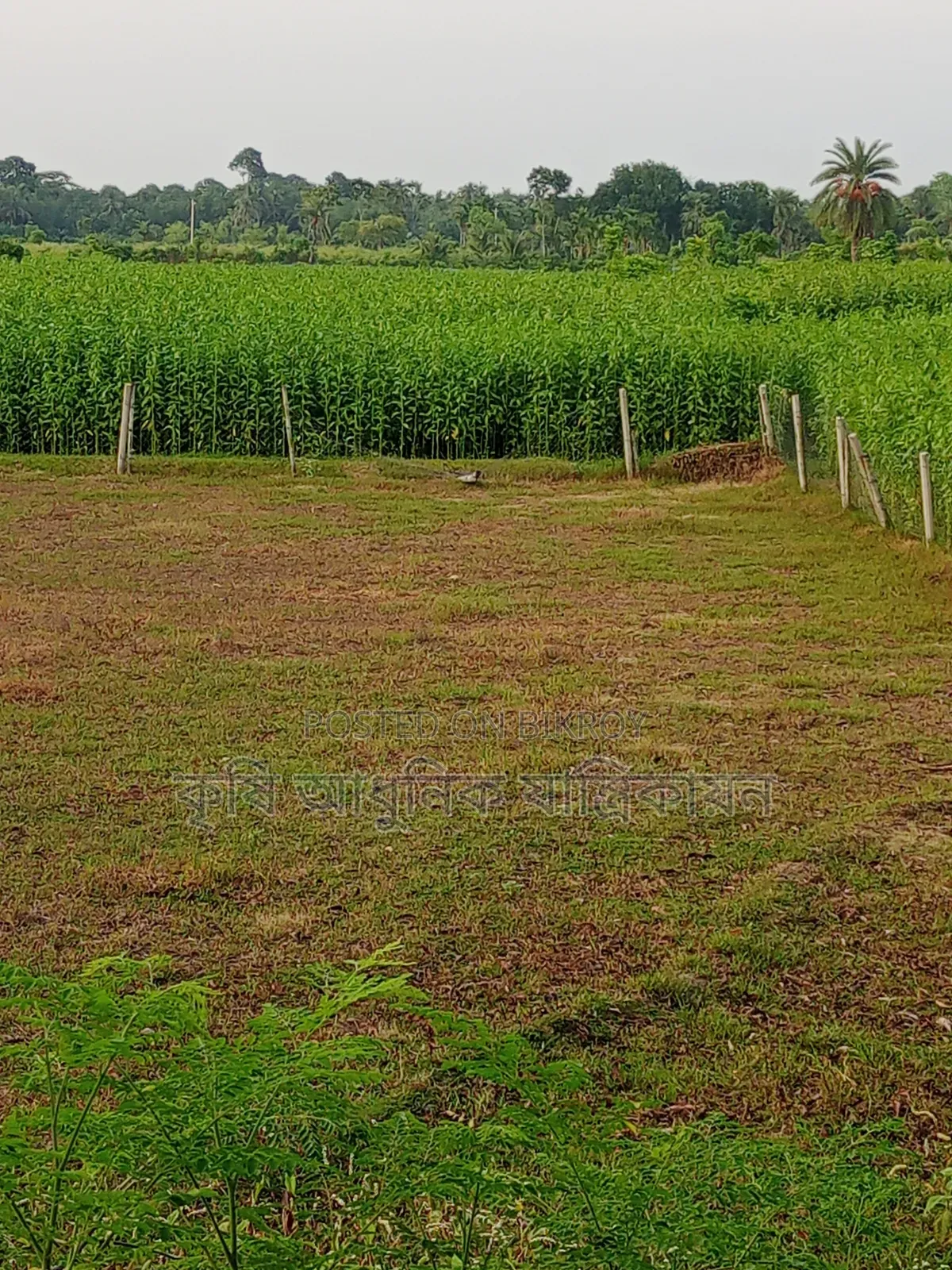 জমি বিক্রয় কলারোয়া