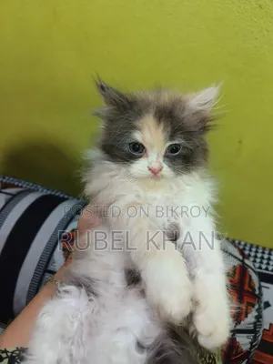১-৩ মাস বয়সী ফিমেল পিওরব্রেড এক্সোটিক