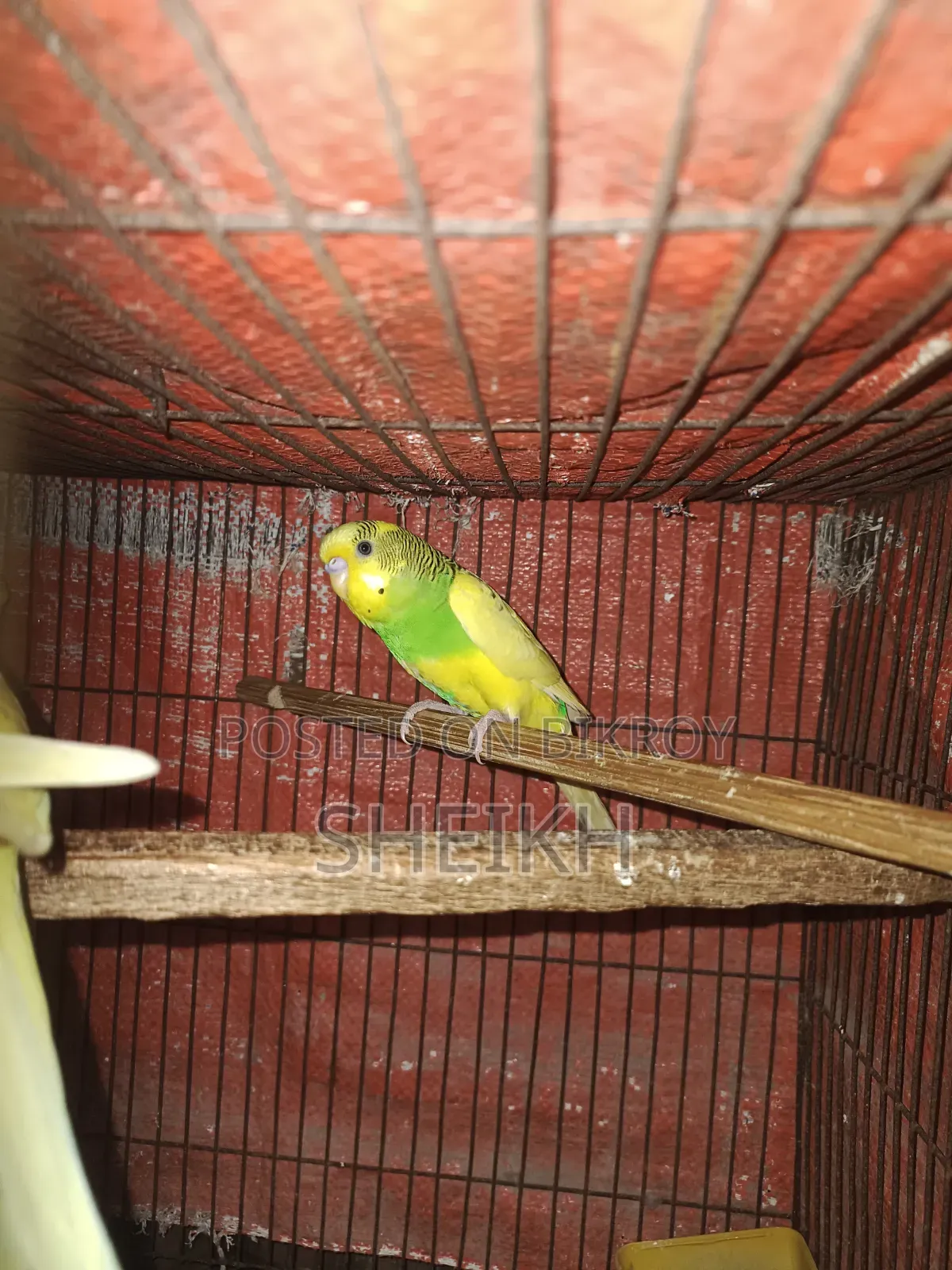 পাইড বাজারিকা