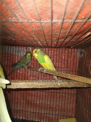 পাইড বাজারিকা