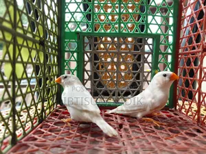 Finch Longtail