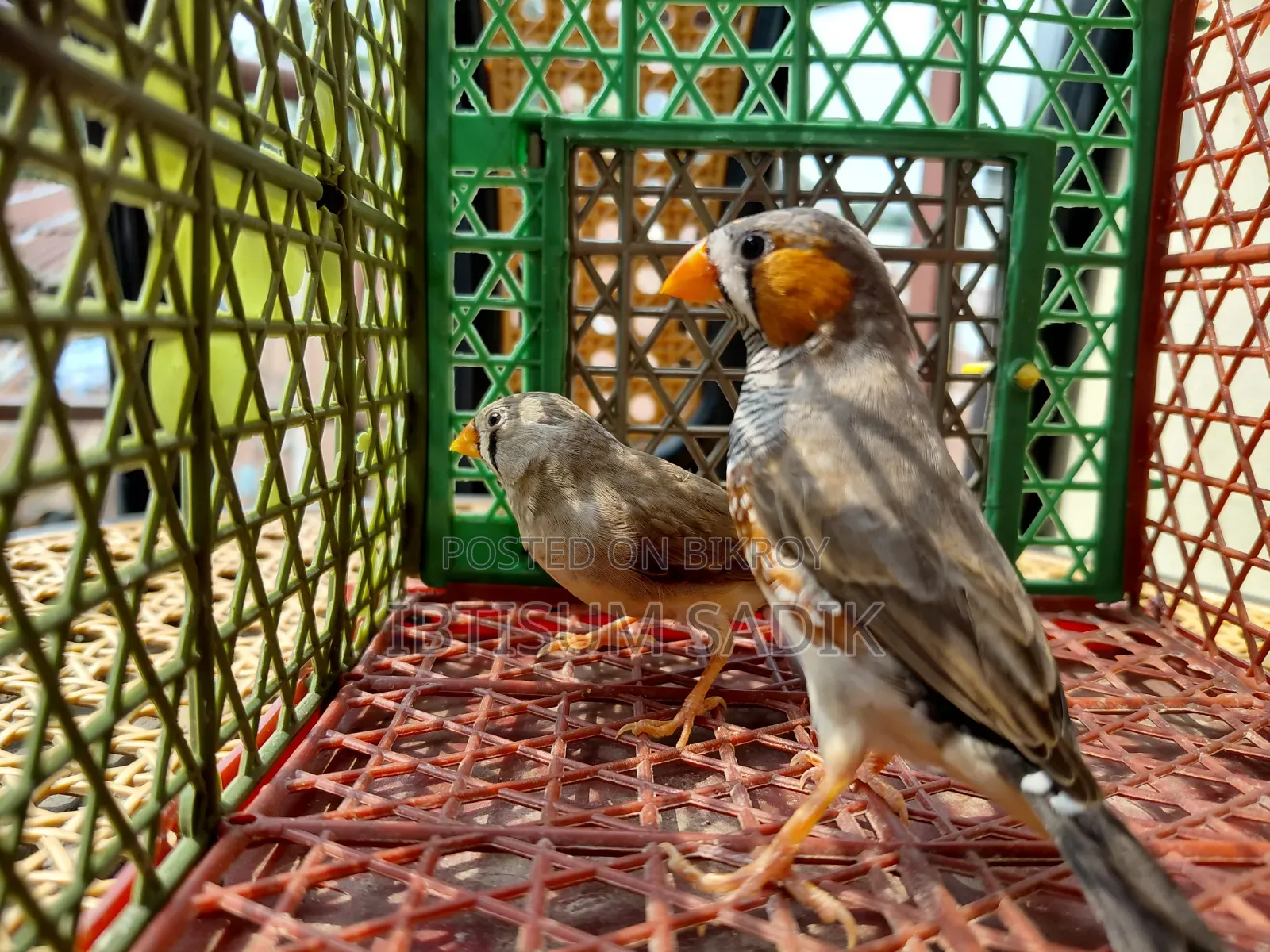 Finch Longtail