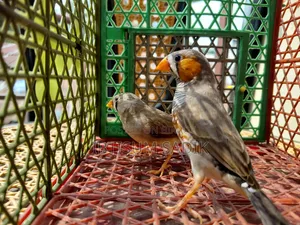 Finch Longtail