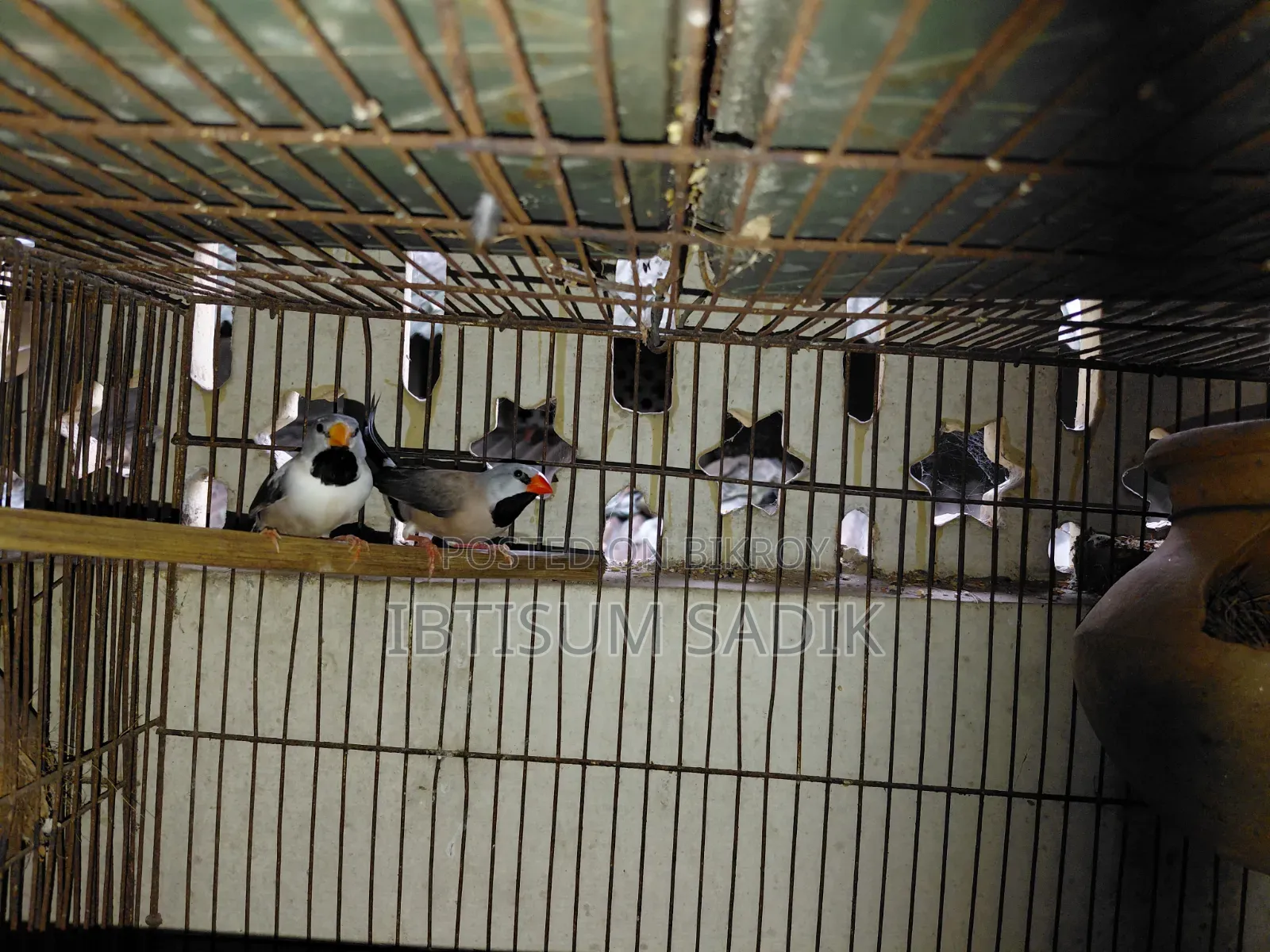 Finch Longtail