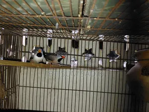 Finch Longtail