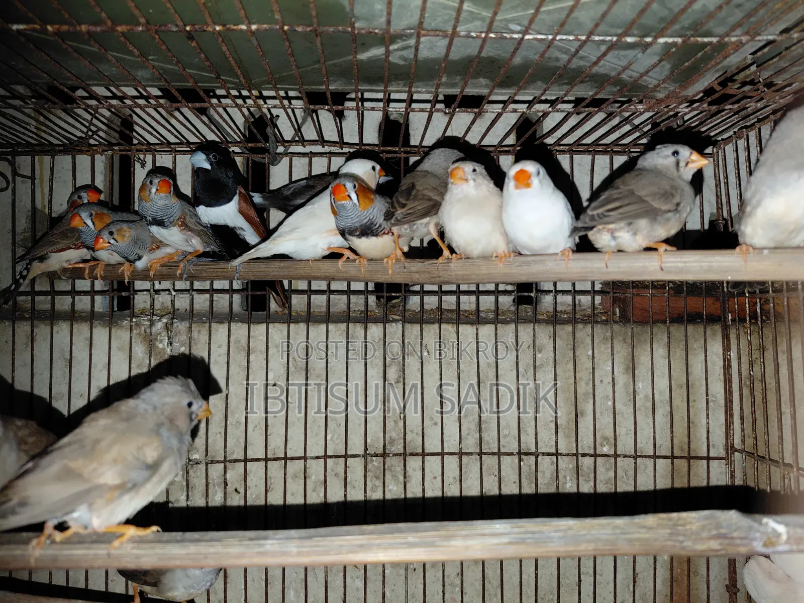 Finch Longtail