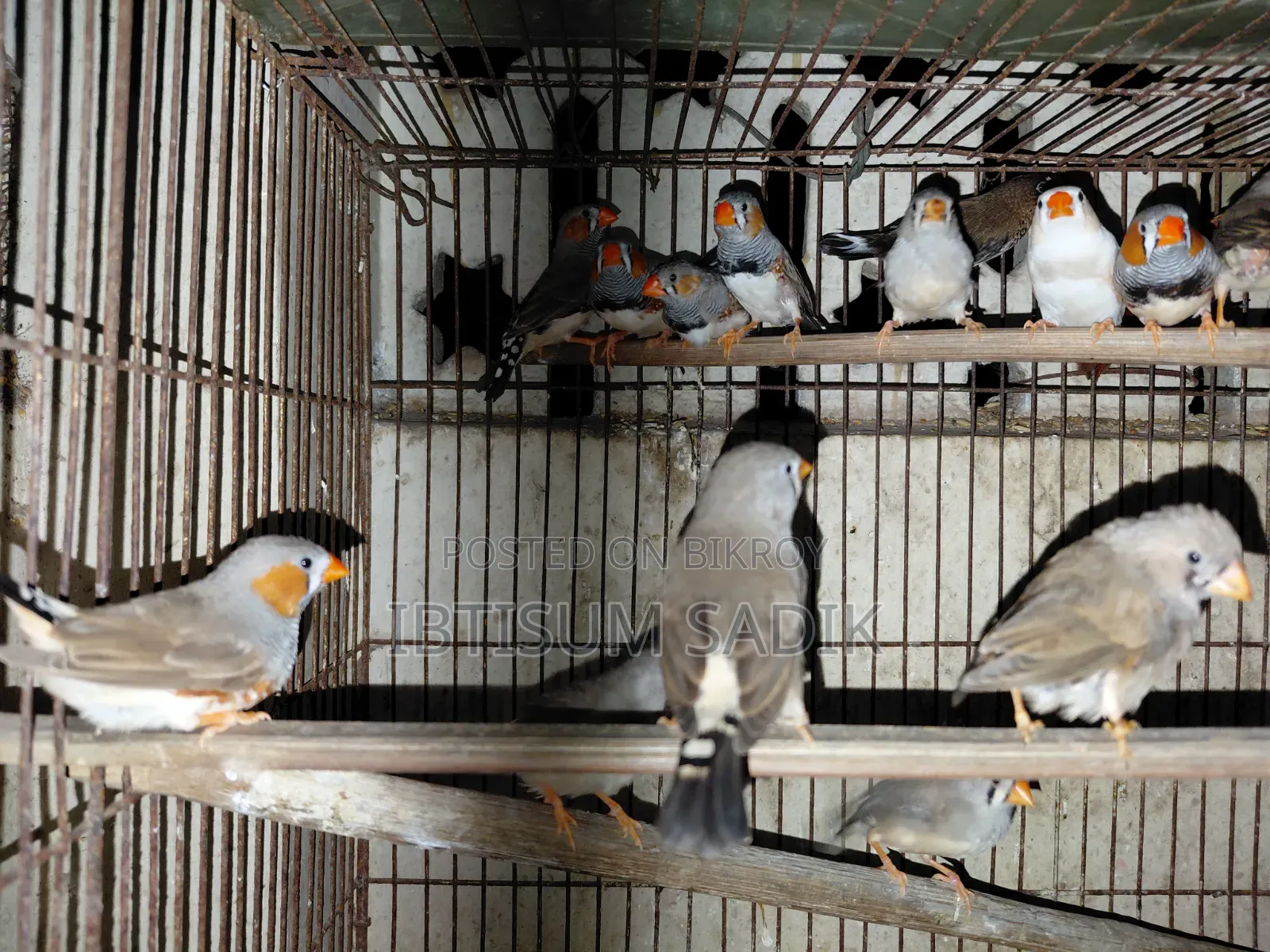 Finch Longtail