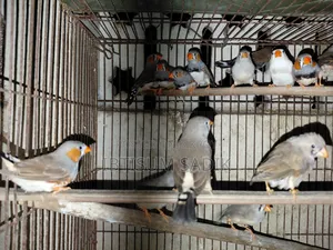 Finch Longtail